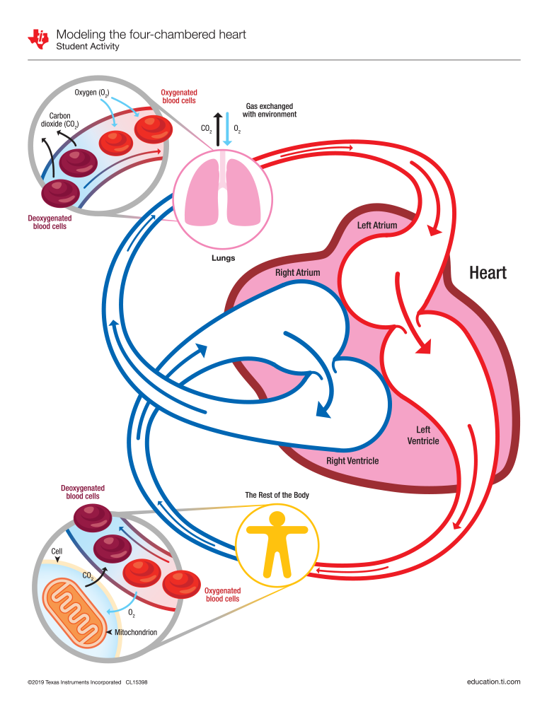 Circulatory System activity sheet