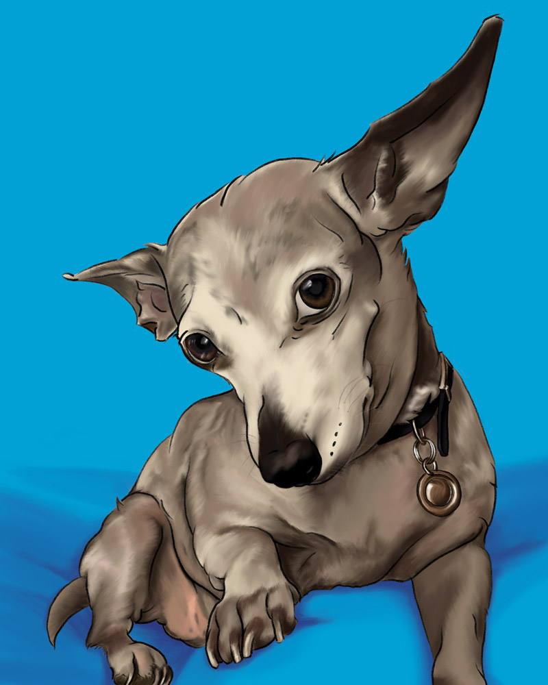 Pet Illustration: Coco